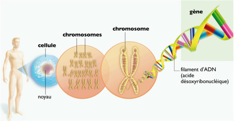 Séquençage du génome comme test diagnostique
