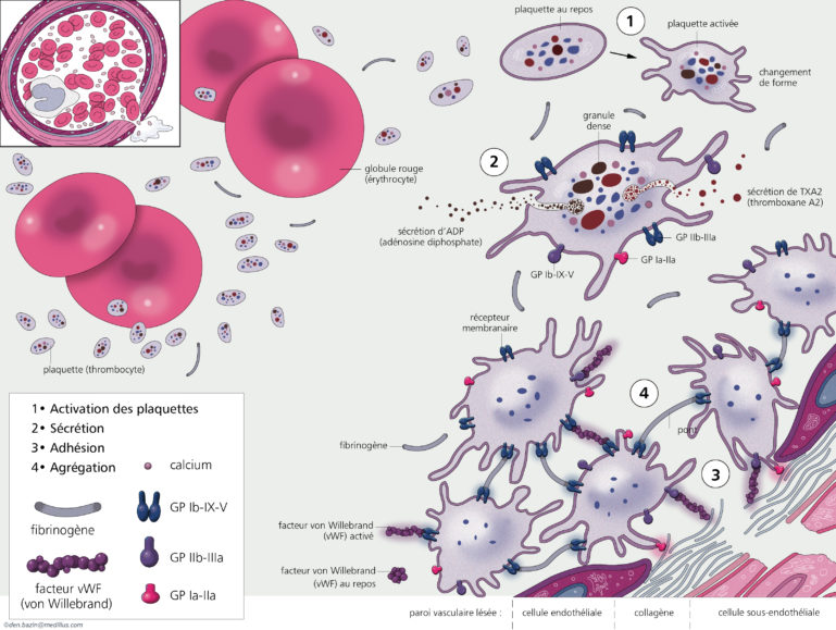 cellules plaquettaires